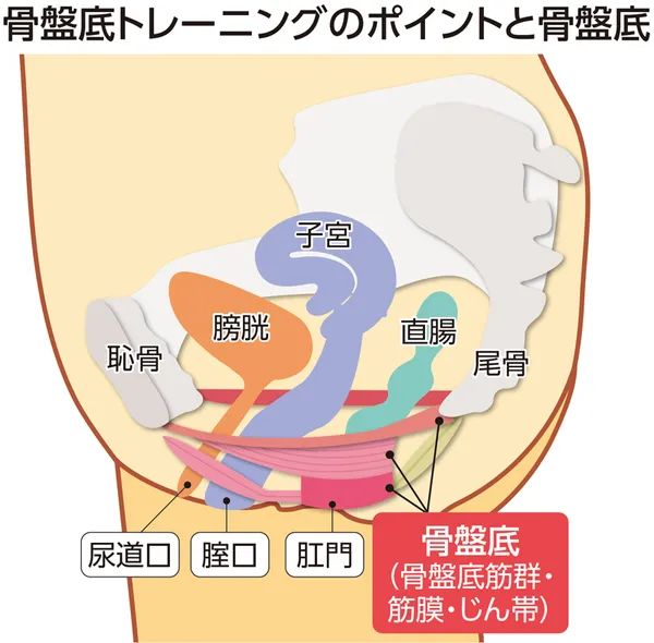 「骨盤底トレーニングのポイントと骨盤底」というタイトルの下に、女性の骨盤断面図が描かれており、子宮、膀胱、直腸などの内部臓器と、それらを支える骨盤底の解剖学的構造、および尿道口・腟口・肛門の三つの開口部の位置関係が詳細に示されたイラストが描かれている